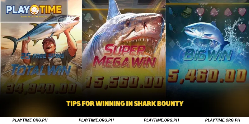 Tips for Winning in Shark Bounty
